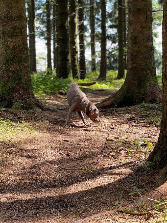 Auszeit Bergliebe Daire Winterberg Dış mekan fotoğraf